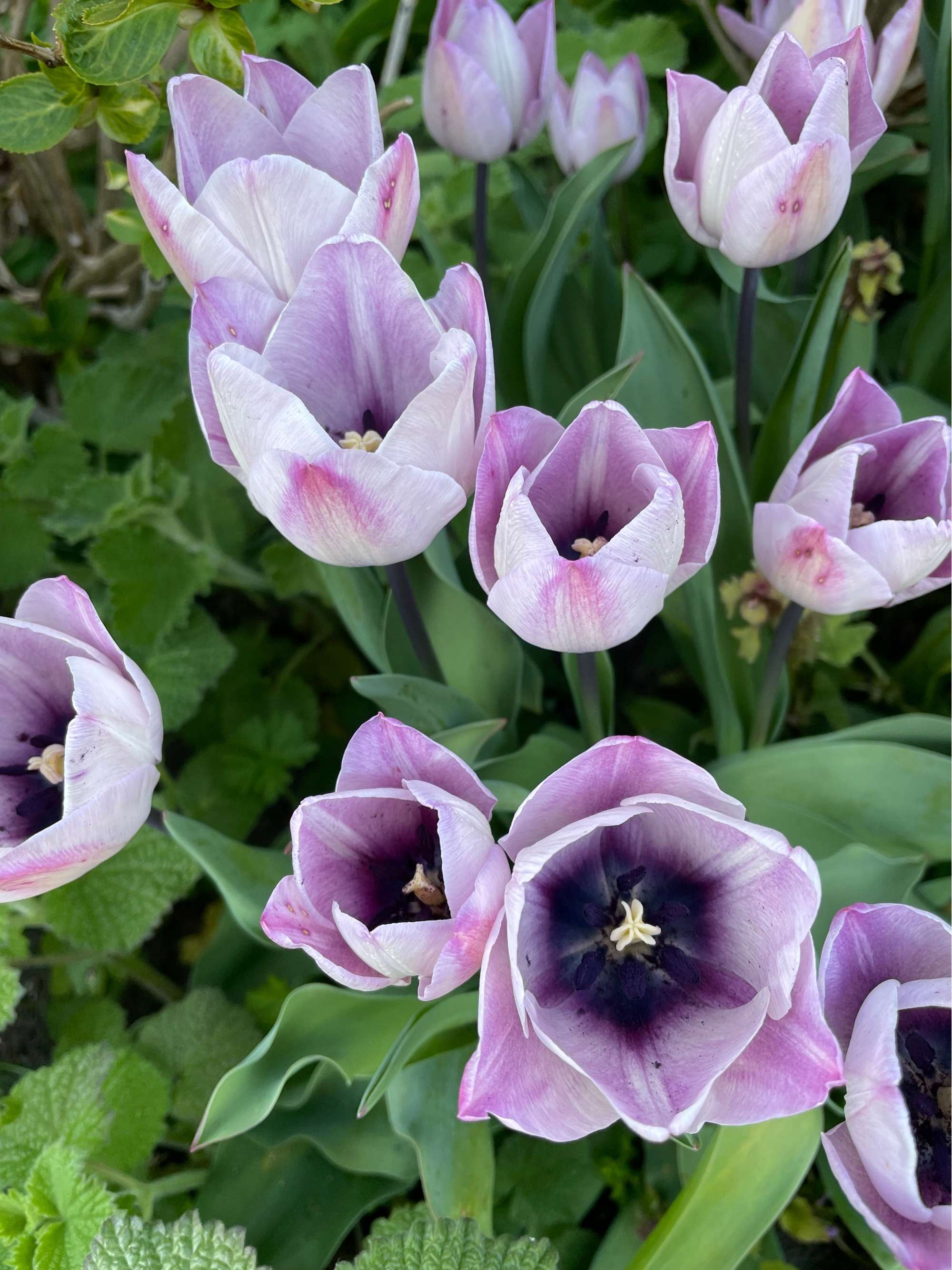 Tulpe 'Jacuzzi'
